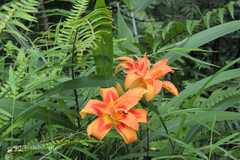 Hemerocallis fulva